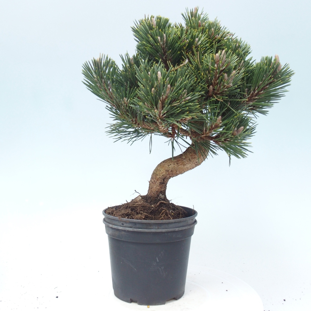 Outdoor bonsai - Pinus thunbergii senjyumaru - Sosna Thunberga