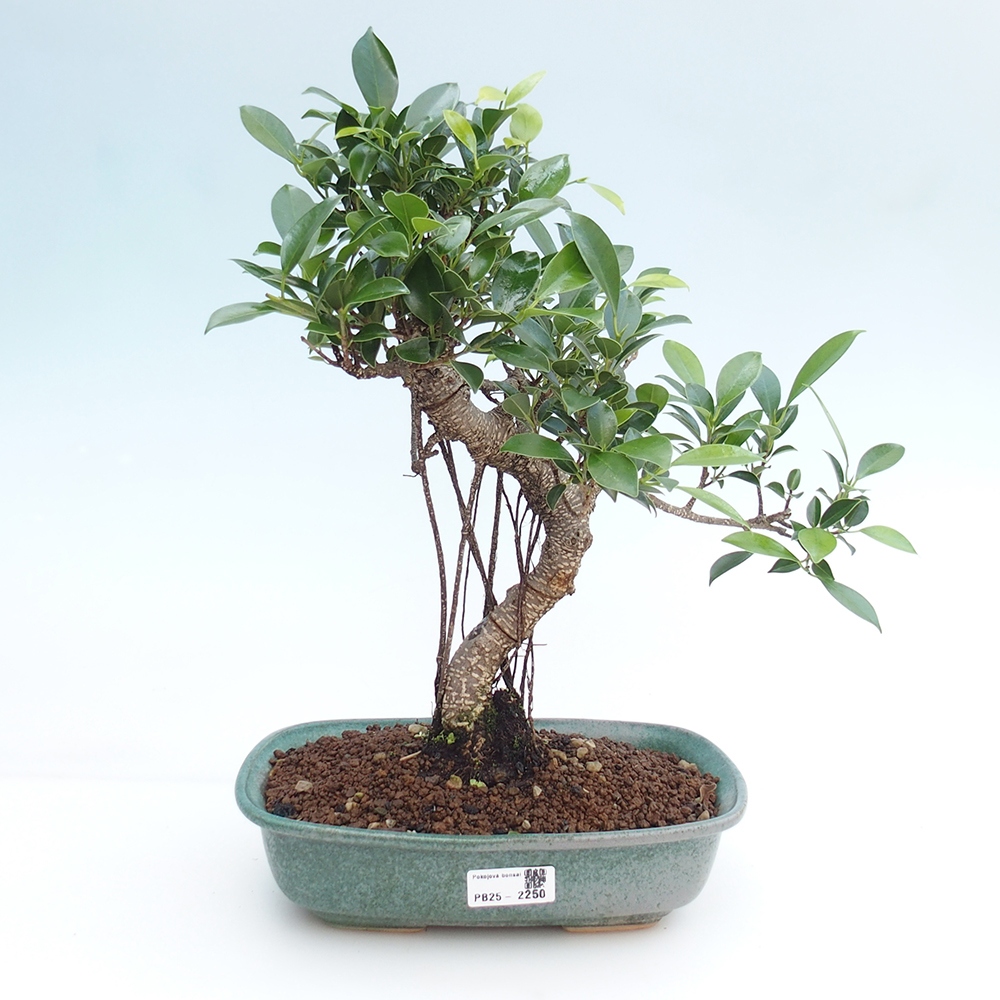 Kryty bonsai - kimono Ficus - figowiec drobnolistny