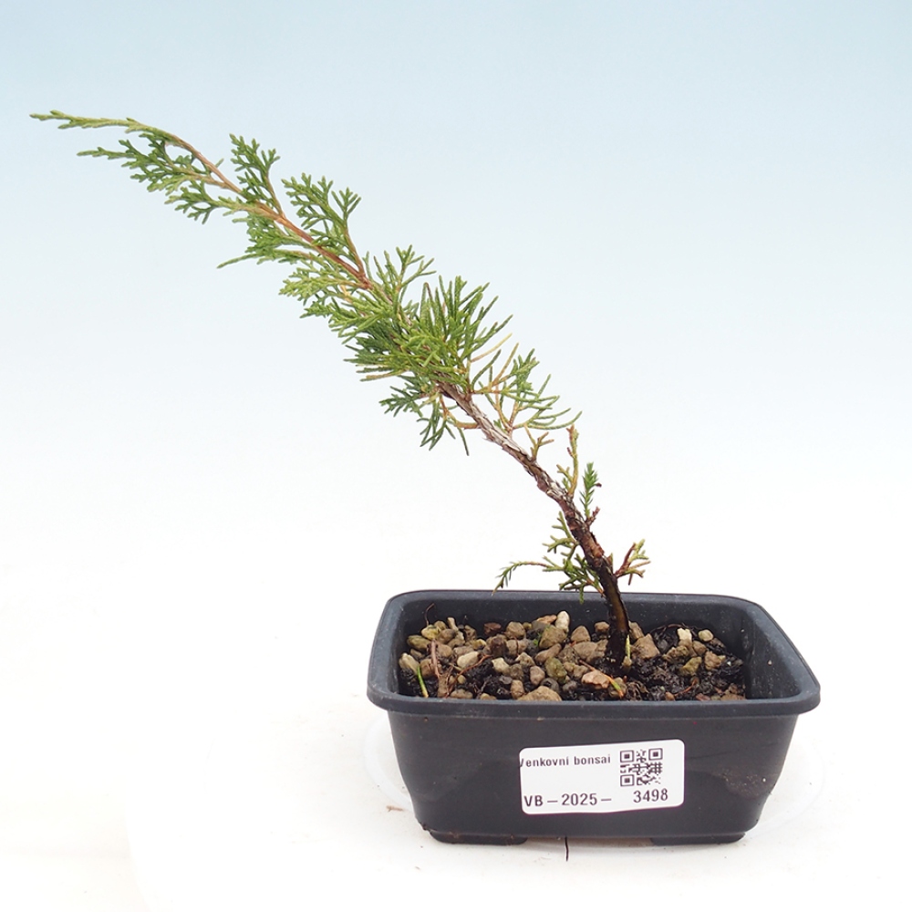 Outdoor bonsai - Juniperus chinensis Itoigawa