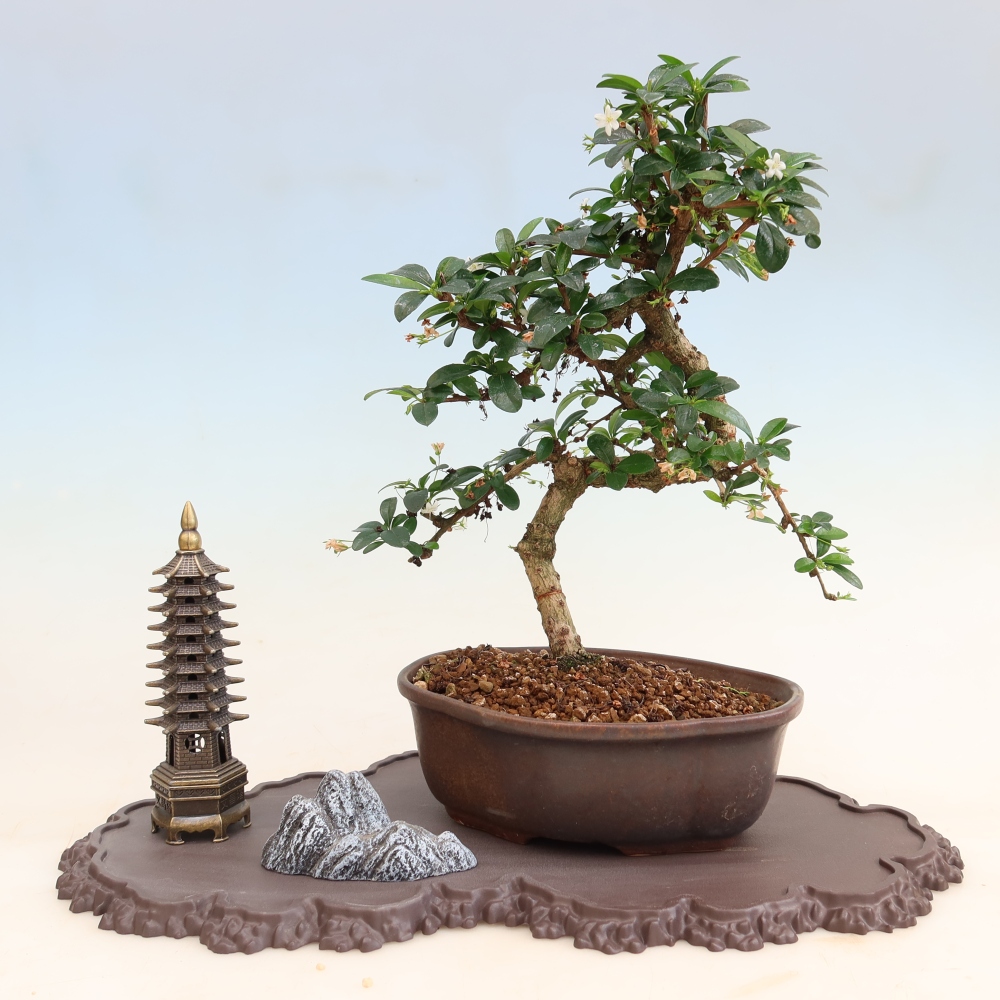 Plastikowa podstawka pod bonsai 43 x 25 x 1,5 cm, kolor brązowy