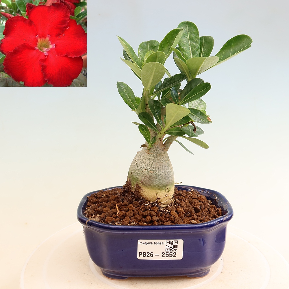 Bonsai pokojowe – Adenium obesum Red Star – Róża pustynna