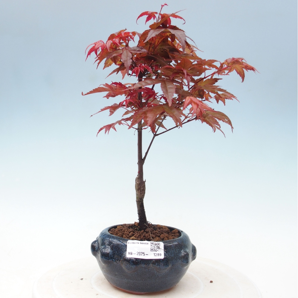 Outdoor bonsai - dlanitolistý klon - Acer palmatum DESHOJO