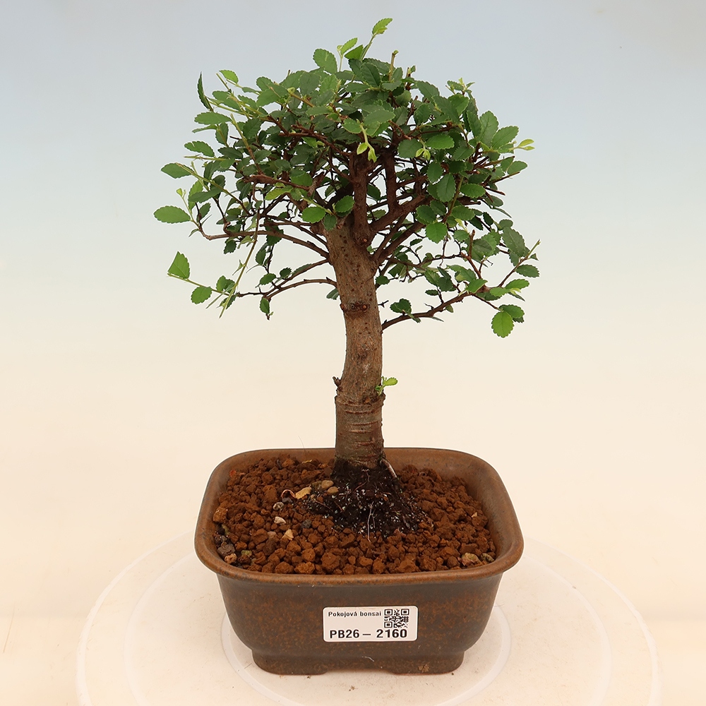 Pokój bonsai - Ulmus parvifolia - Wiąz drobnolistny