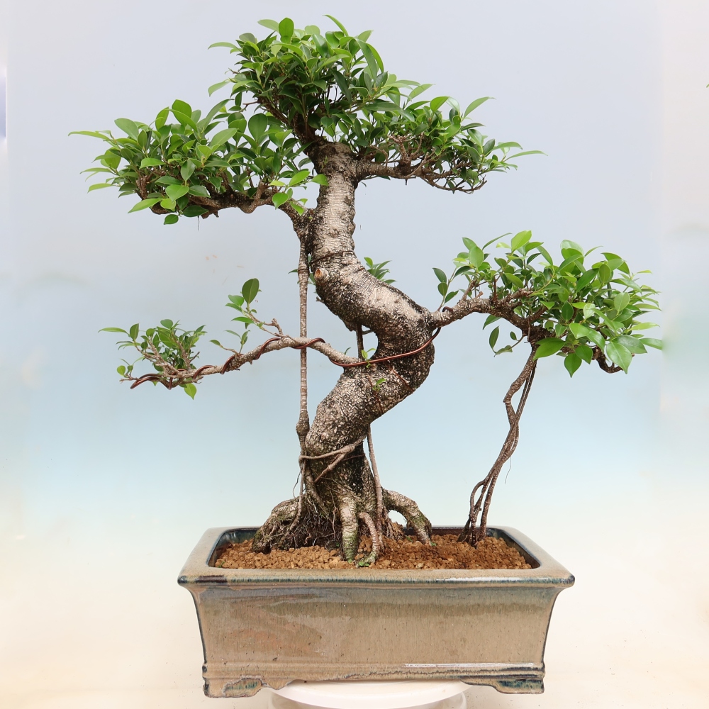 Pokój bonsai - Ficus kimmen - figowiec drobnolistny