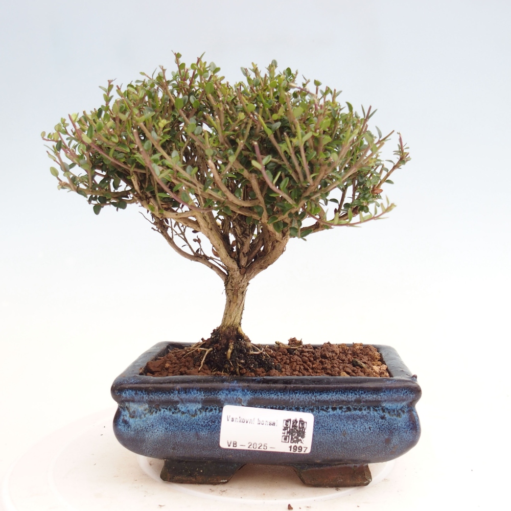 Odkryty bonsai-Lonicera nitida Twiggy -Wiciokrzew