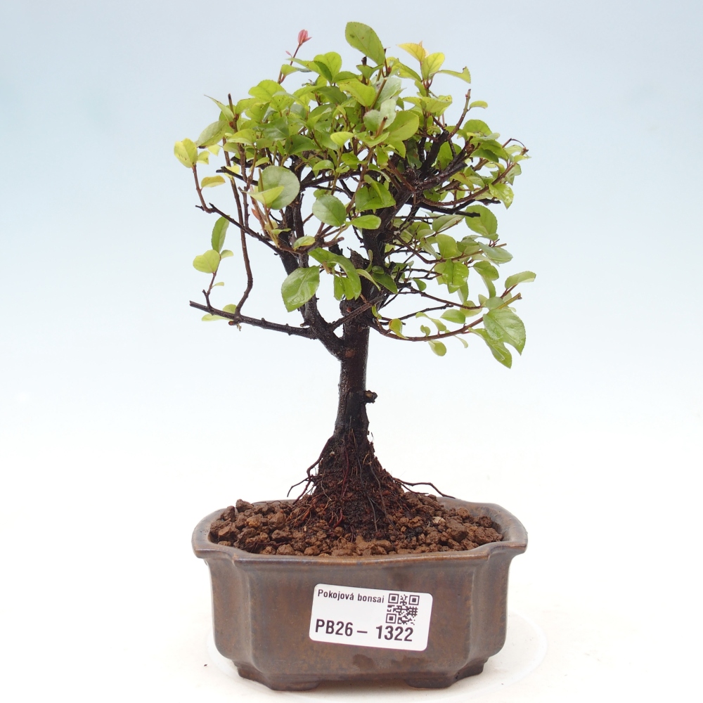 Kryty bonsai - Sagerécie thea - Sagerécie thea