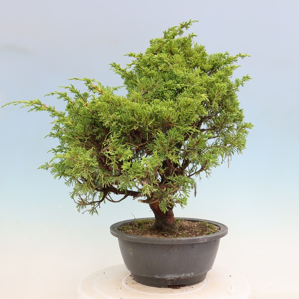 Bonsai ogrodowe – Juniperus chinensis Itoigawa – jałowiec chiński