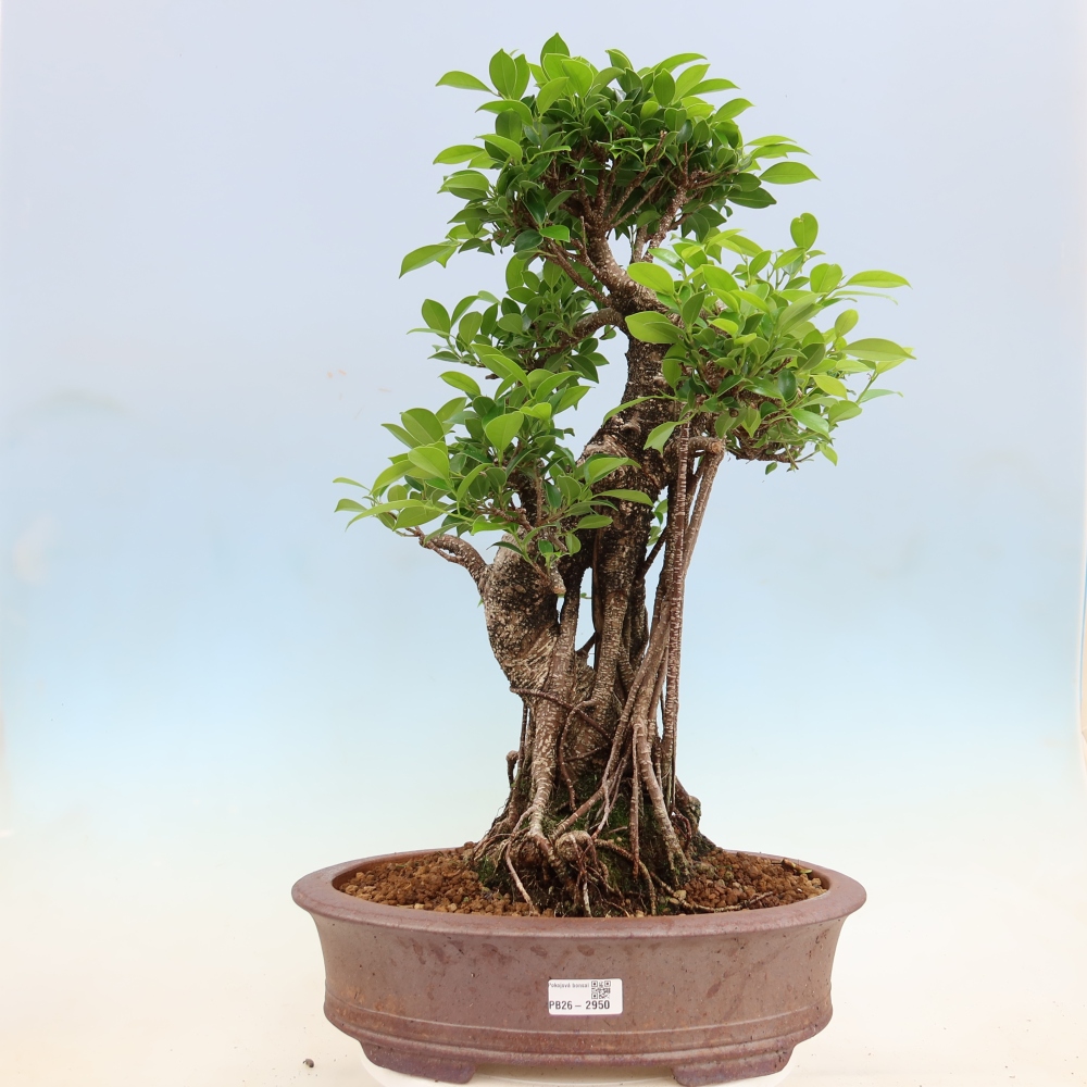 Pokój bonsai - Ficus kimmen - figowiec drobnolistny