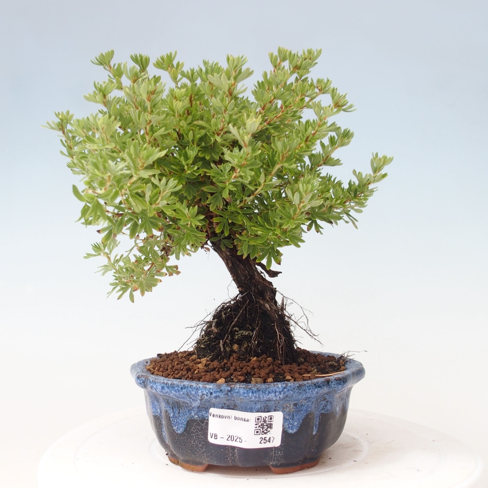 Outdoor bonsai-Pięciolistnik - Potentila fruticosa żółty Ptak
