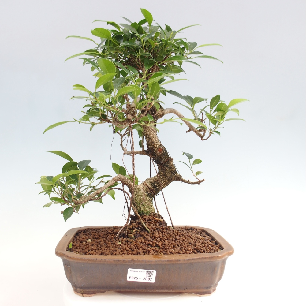 Kryty bonsai - Ficus kimmen - figowiec drobnolistny