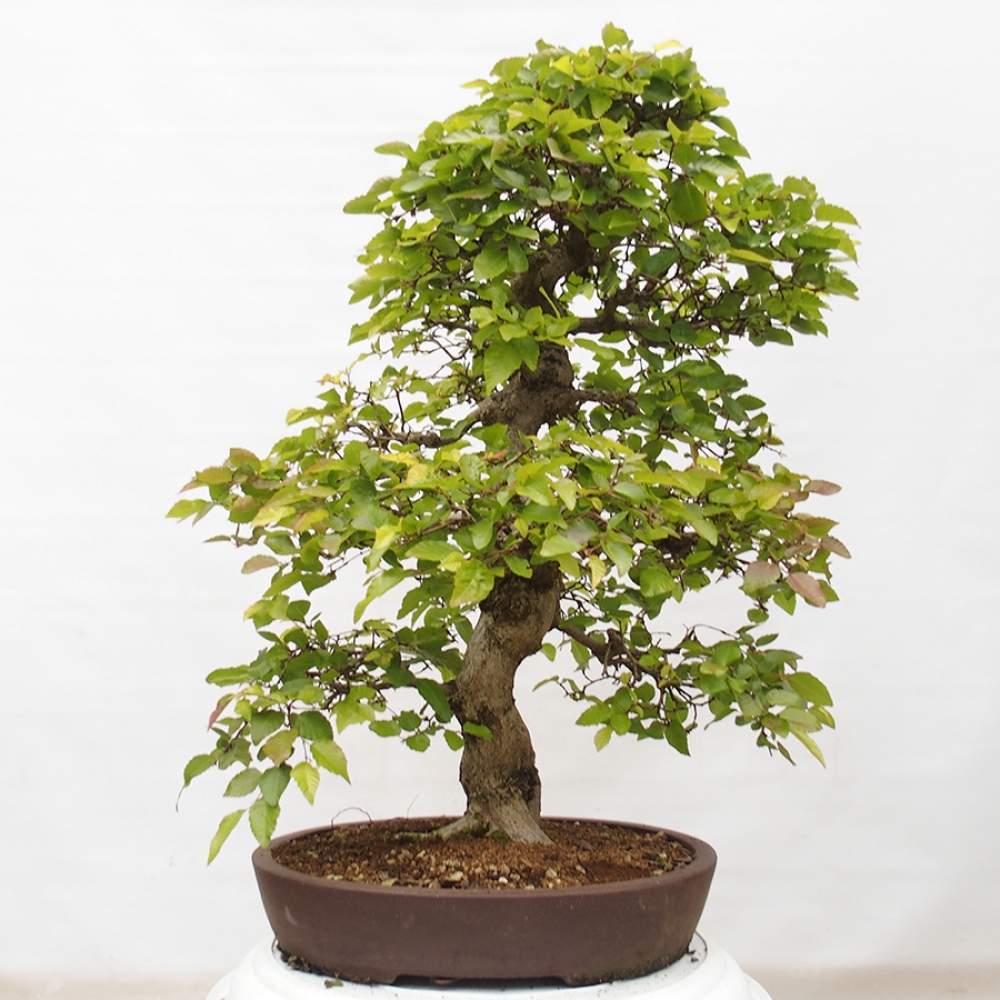 Bonsai zewnętrzne -Carpinus CARPINOIDES - grab koreański