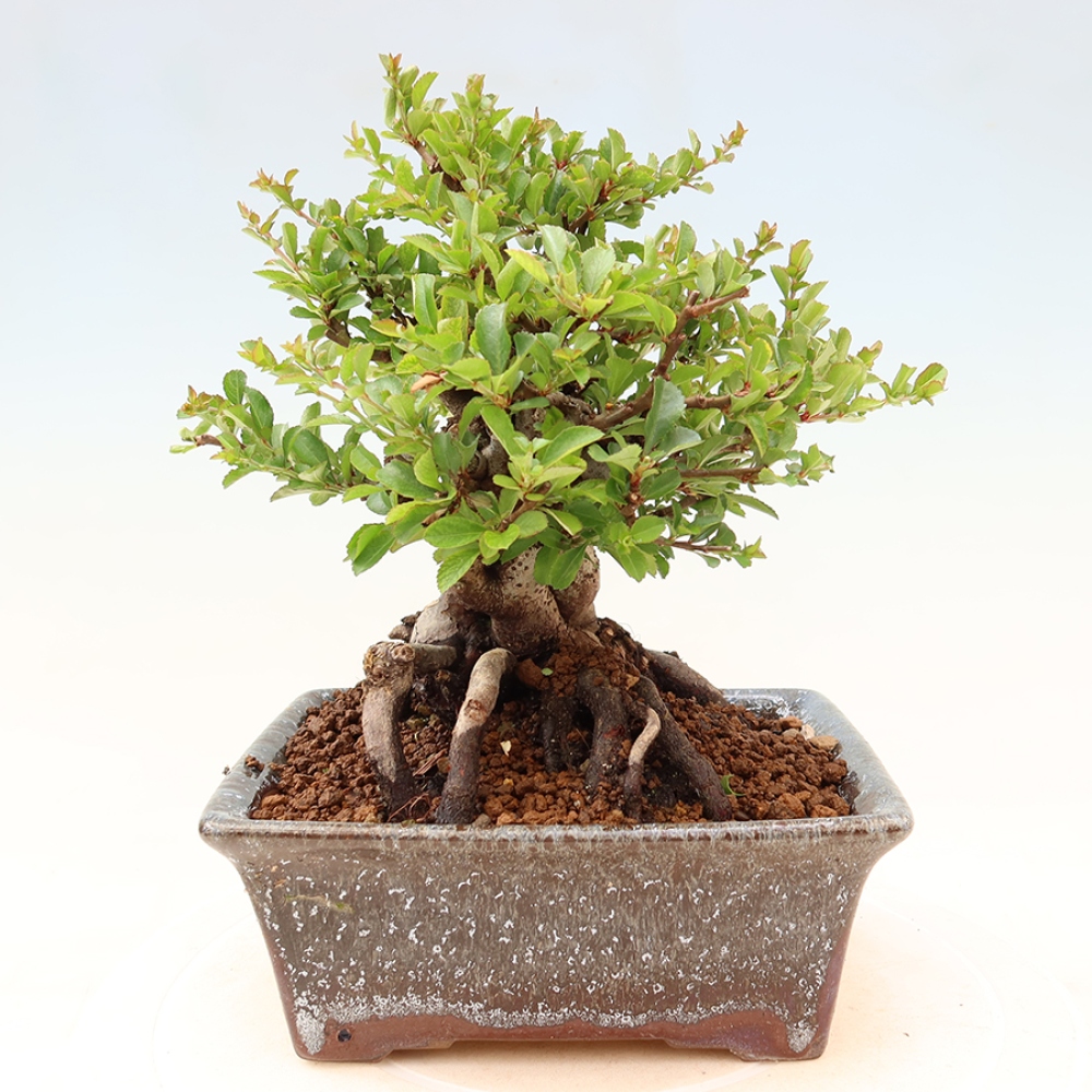 Bonsai zewnętrzne - Chaneomeles speciosa Chojubai