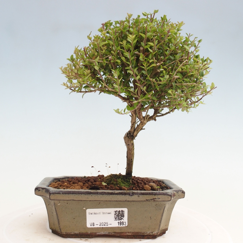 Odkryty bonsai-Lonicera nitida Twiggy -Wiciokrzew