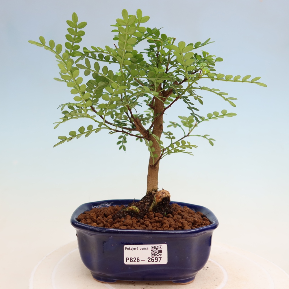 Pokój bonsai - Zantoxylum piperitum - drzewo pieprzowe