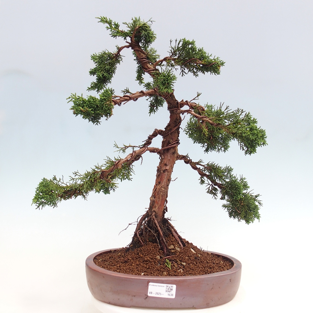 Outdoor bonsai - Juniperus chinensis Kishu - chiński jałowiec