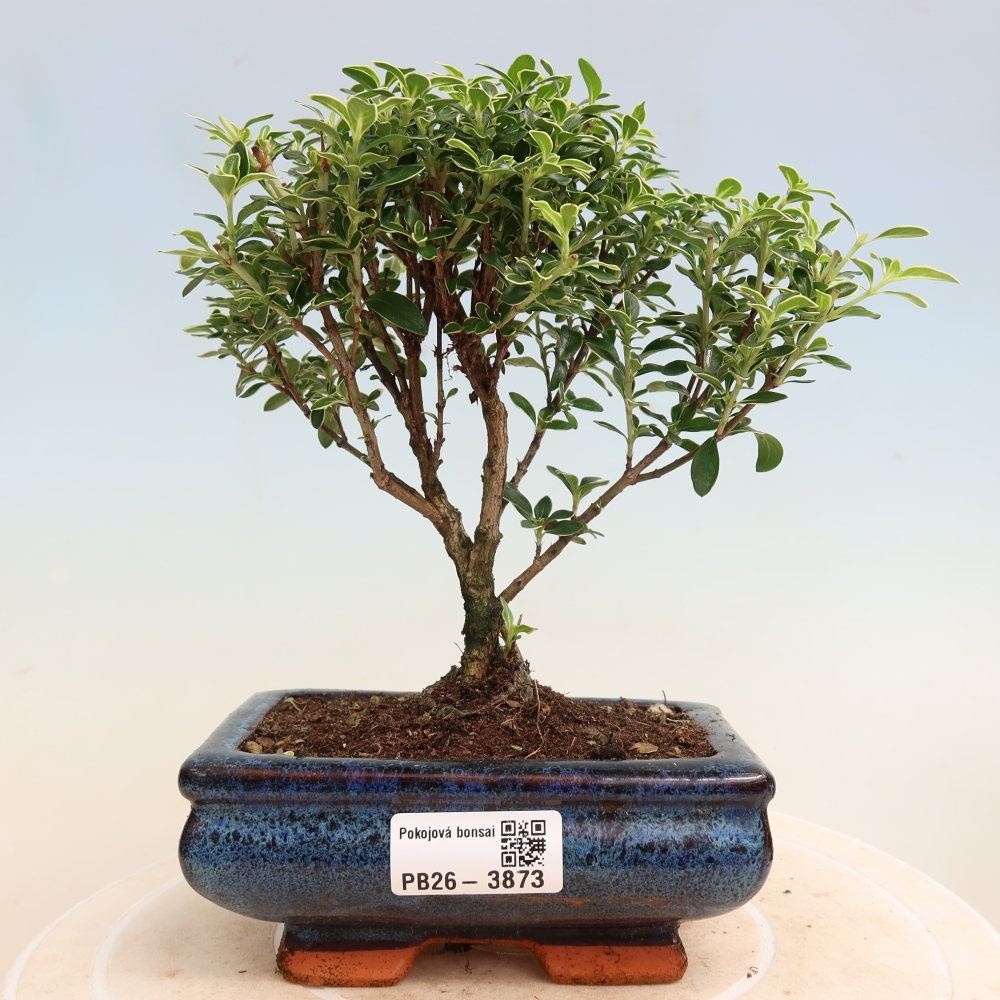 Bonsai pokojowe – Serissa foetida Variegata – Drzewo tysiąca gwiazd