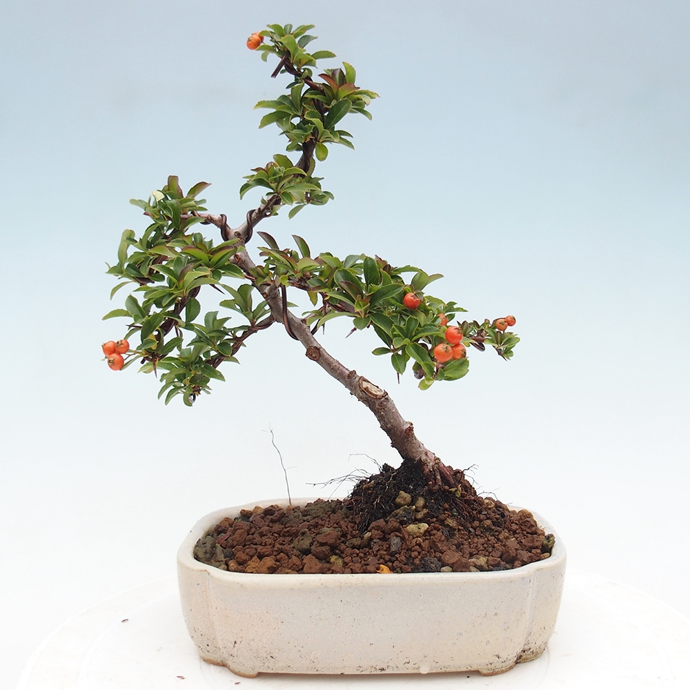 Outdoor bonsai-Pyracantha Teton -Hlox
