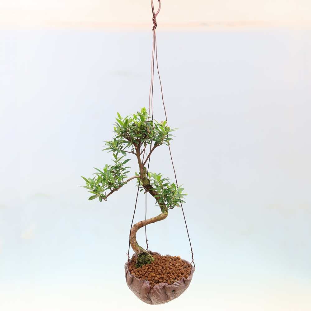 Kokedama w ceramicznej doniczce – Syzygium – drzewo pimentowe
