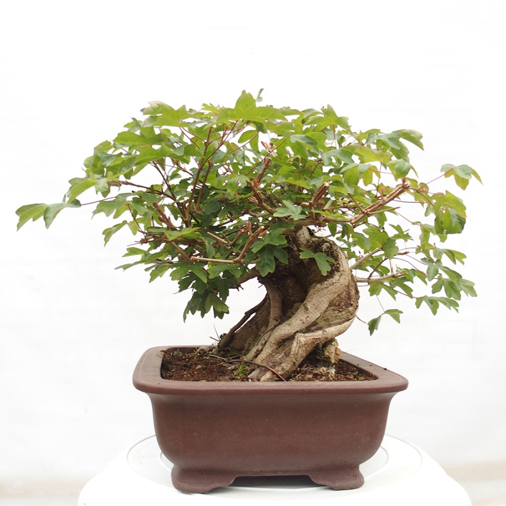 Bonsai zewnętrzne - Klon dziecięcy - Acer campestre