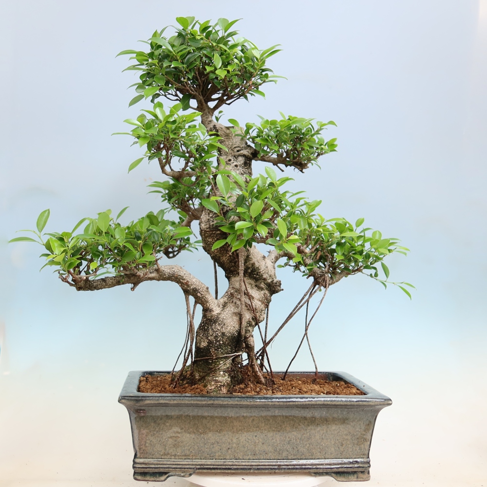 Pokój bonsai - Ficus kimmen - figowiec drobnolistny