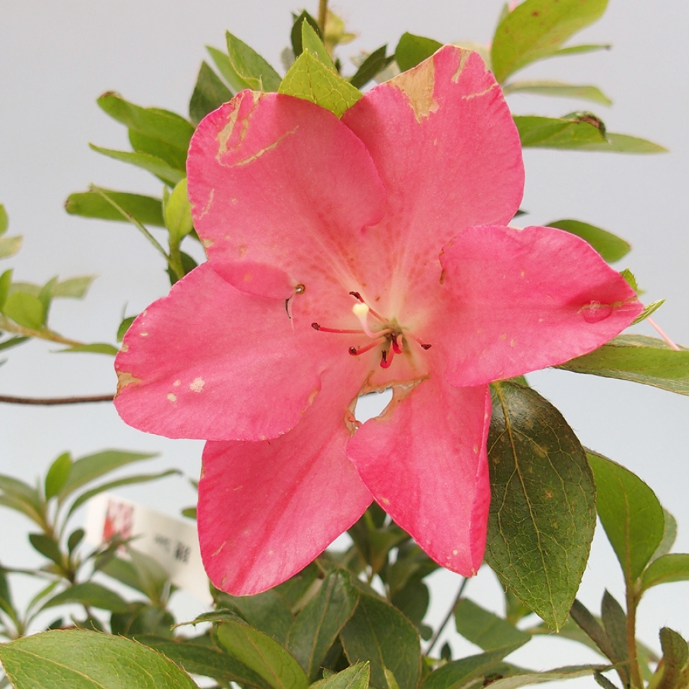 Bonsai zewnętrzne - Azalia japońska - Azalia Saien