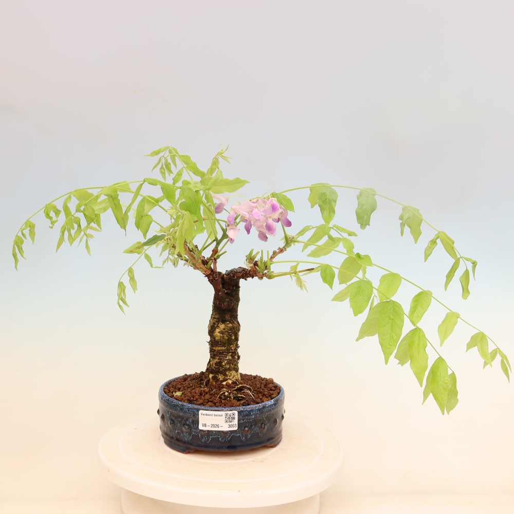 Outdoor bonsai - Wisteria floribunda