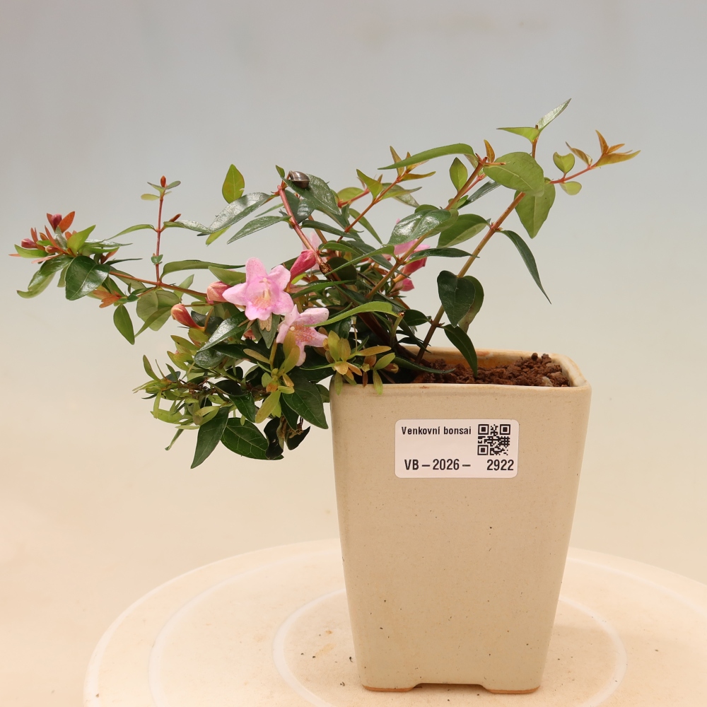 Bonsai ogrodowe – Abelia Edward Goucher – Abelia wielkokwiatowa