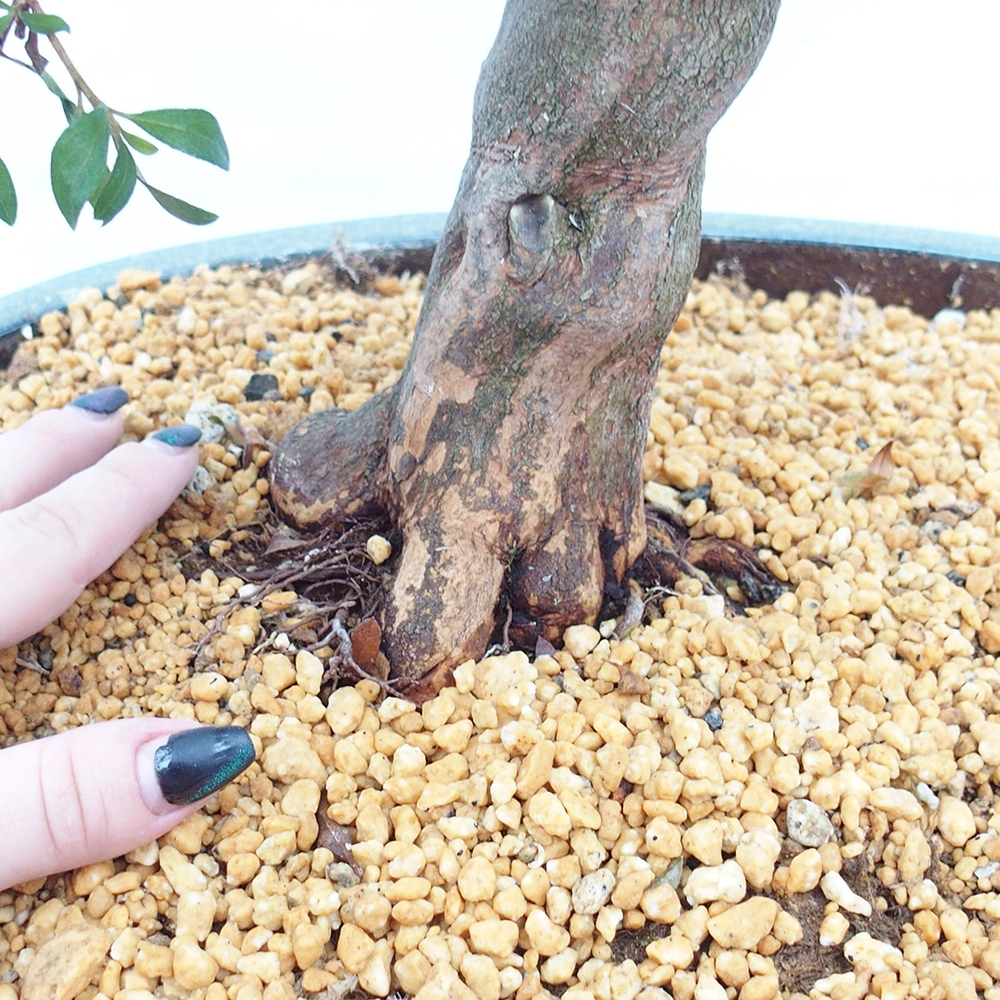 Bonsai zewnętrzne - Azalia japońska - Azalia CHIHIRO