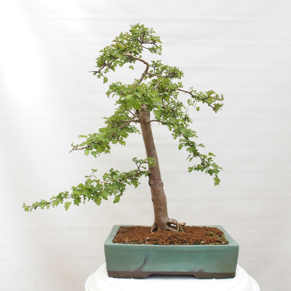 Bonsai zewnętrzne - Głóg - Crataegus monogyna
