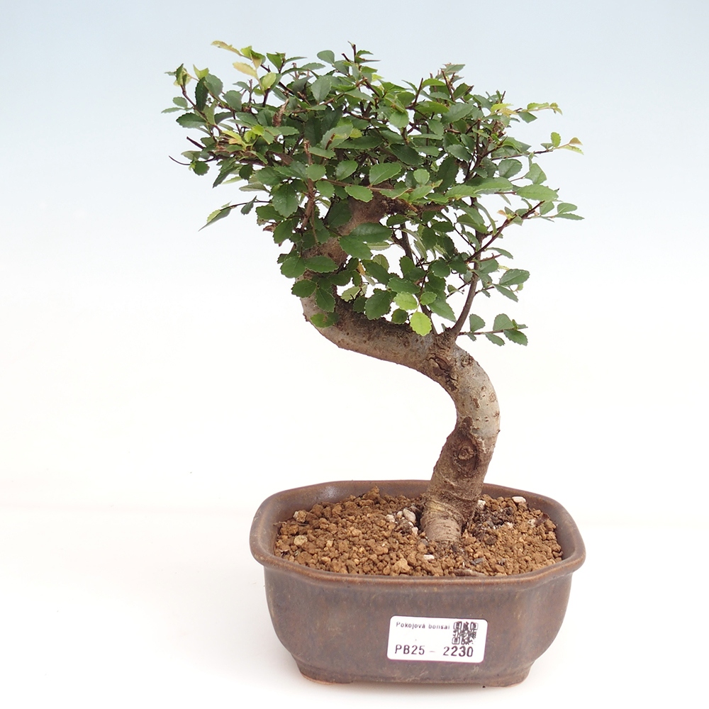 Bonsai wewnętrzne - Ulmus parvifolia - Wiąz drobnolistny