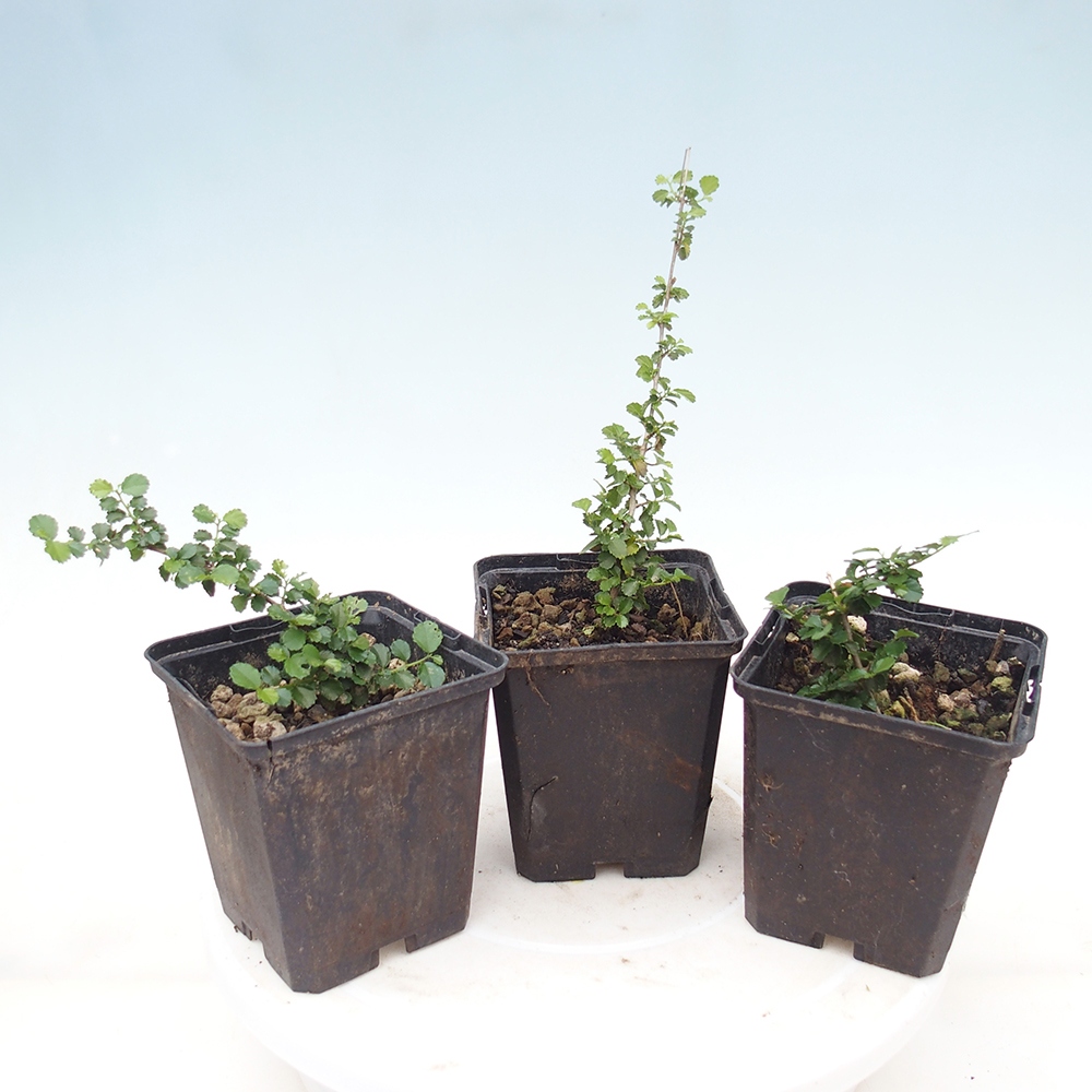 Room bonsai - Grewia sp. - Grewia drobnolistna w pojemniku