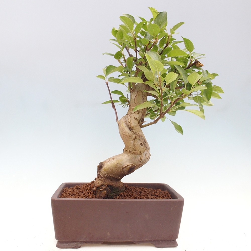 Bonsai plenerowe - Malus Halliana - Jabłoń drobnoowocowa