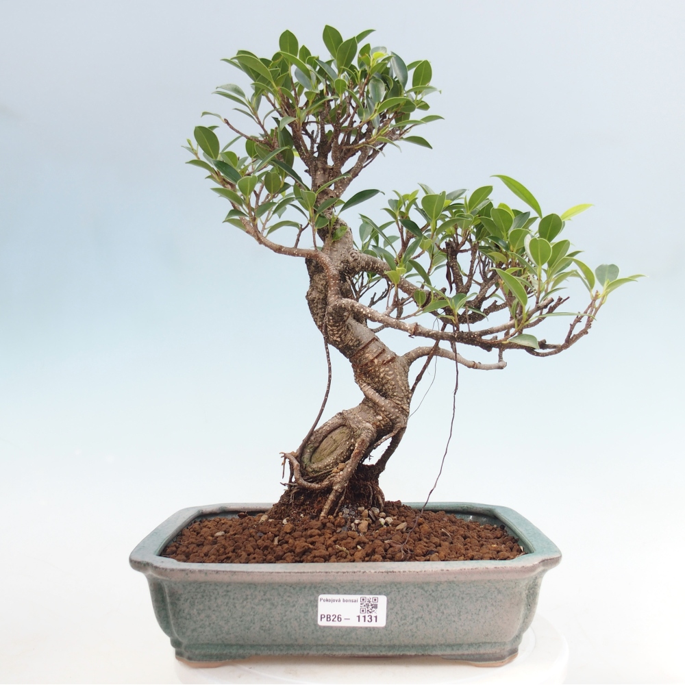 Pokój bonsai - Ficus kimmen - figowiec drobnolistny
