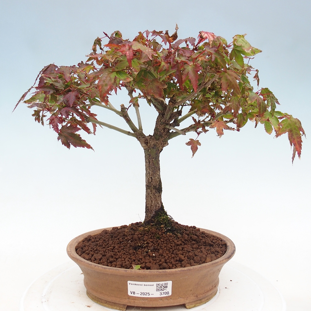 Acer palmatum KIOHIME - klon palmowy