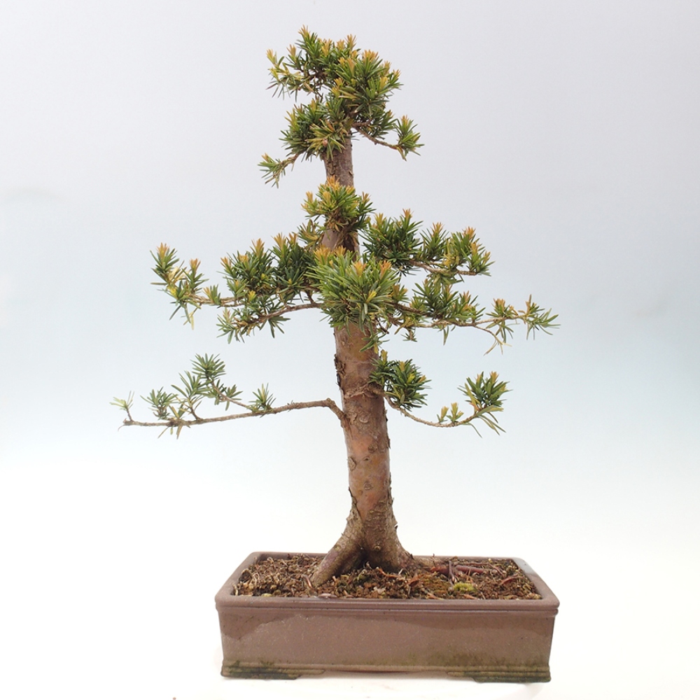 Bonsai na zewnątrz - Taxus cuspidata - cis japoński