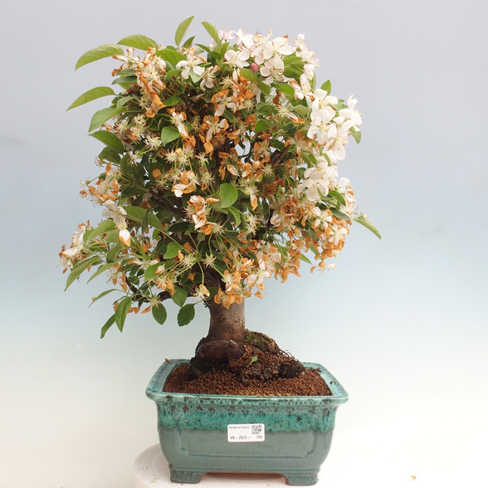 Bonsai plenerowe - Malus Halliana - Jabłoń drobnoowocowa