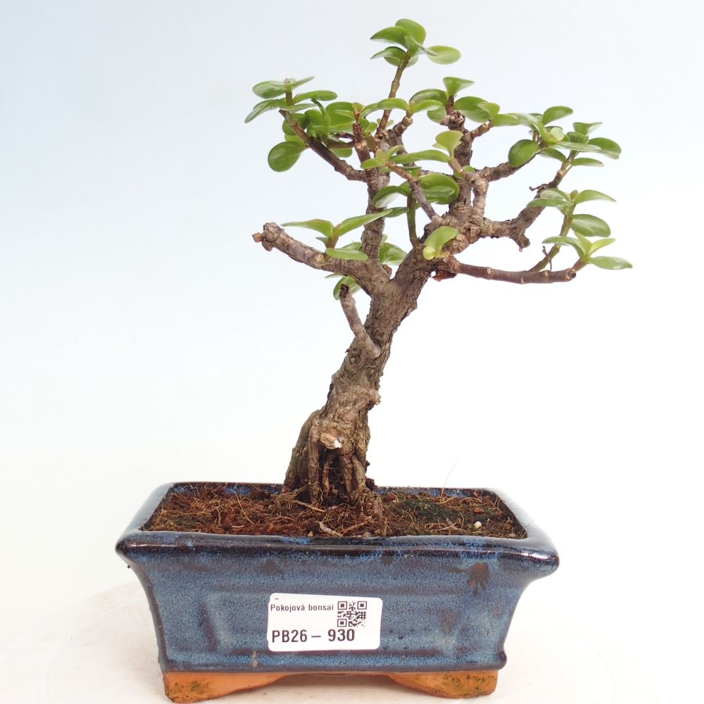 Pokój bonsai - Portulakaria Afra - Tlustice