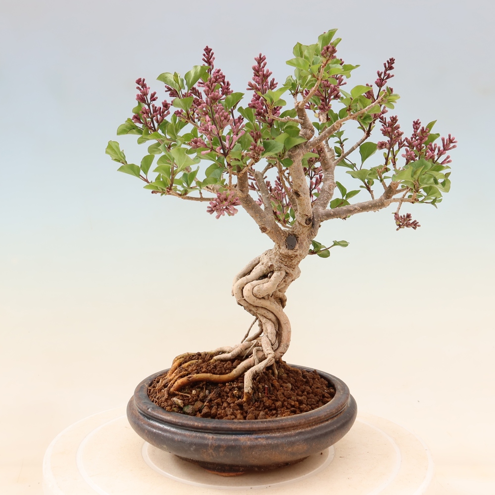 Outdoor bonsai - Syringa microphylla - liliowiec drobnokwiatowy