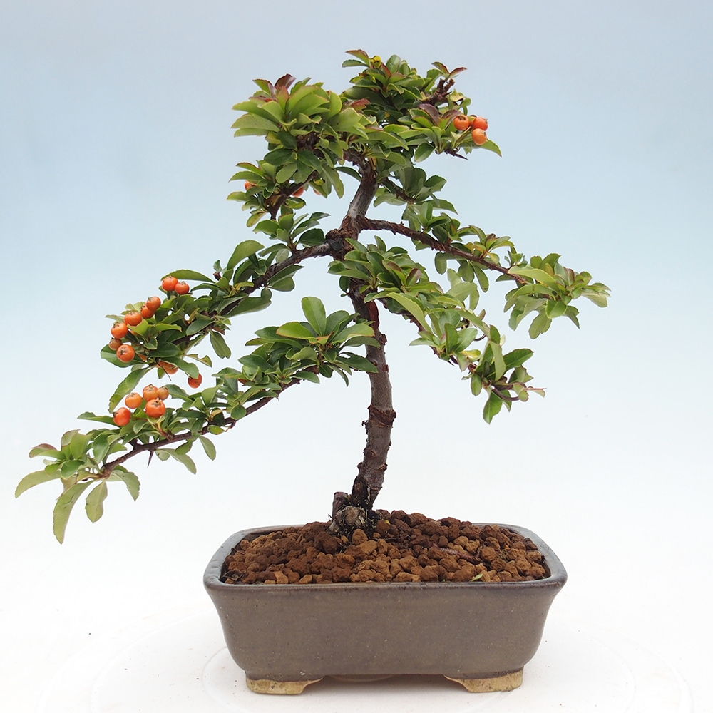 Outdoor bonsai-Pyracantha Teton -Hlox