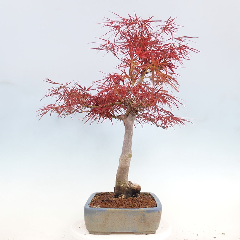 Bonsai zewnętrzne - Acer palmatum RED PYGMY
