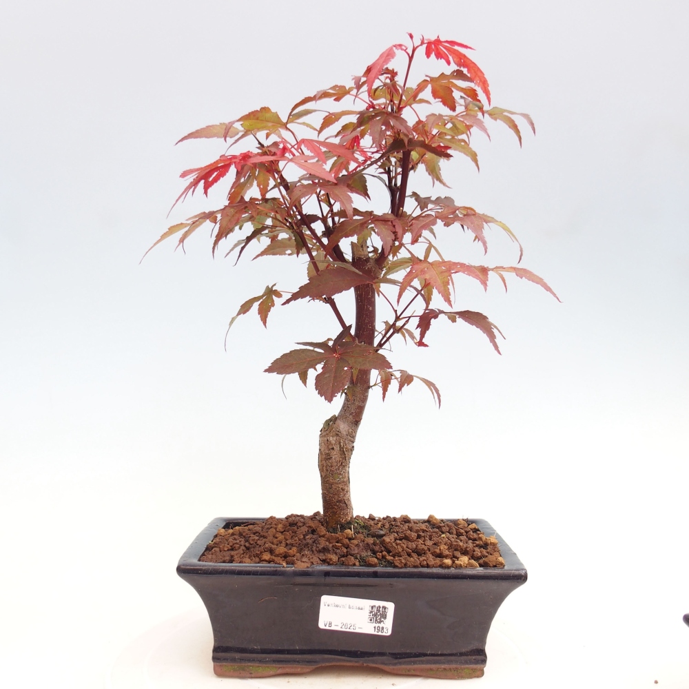 Bonsai zewnętrzne - palma Acer. Klon Atropurpureum-Palmleaf