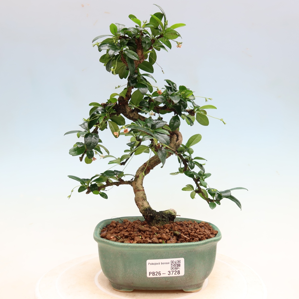Bonsai pokojowe - Carmona macrophylla - Tea fuki