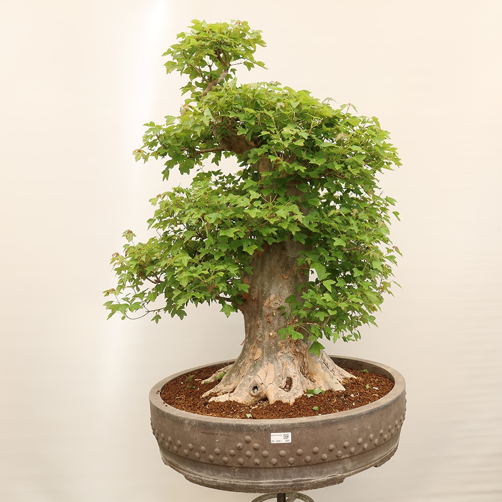 Outdoor bonsai - Klon burgeryjski - Acer burgerianum