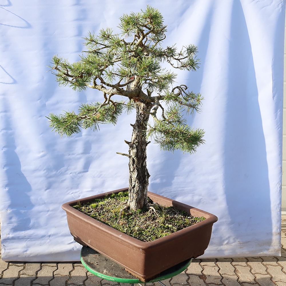 Pinus sylvestris Hiszpania – sosna zwyczajna