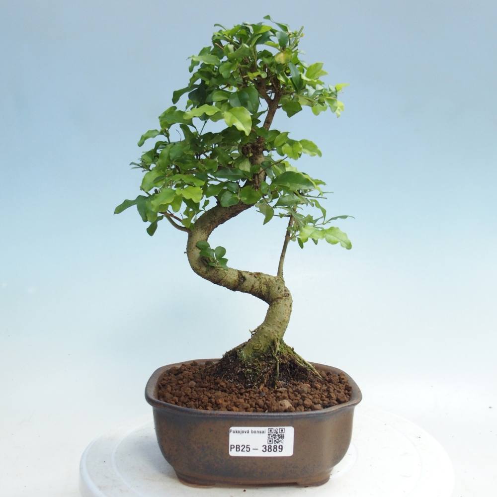 Pokój bonsai - Ligustrum chinensis - Dziób ptaka