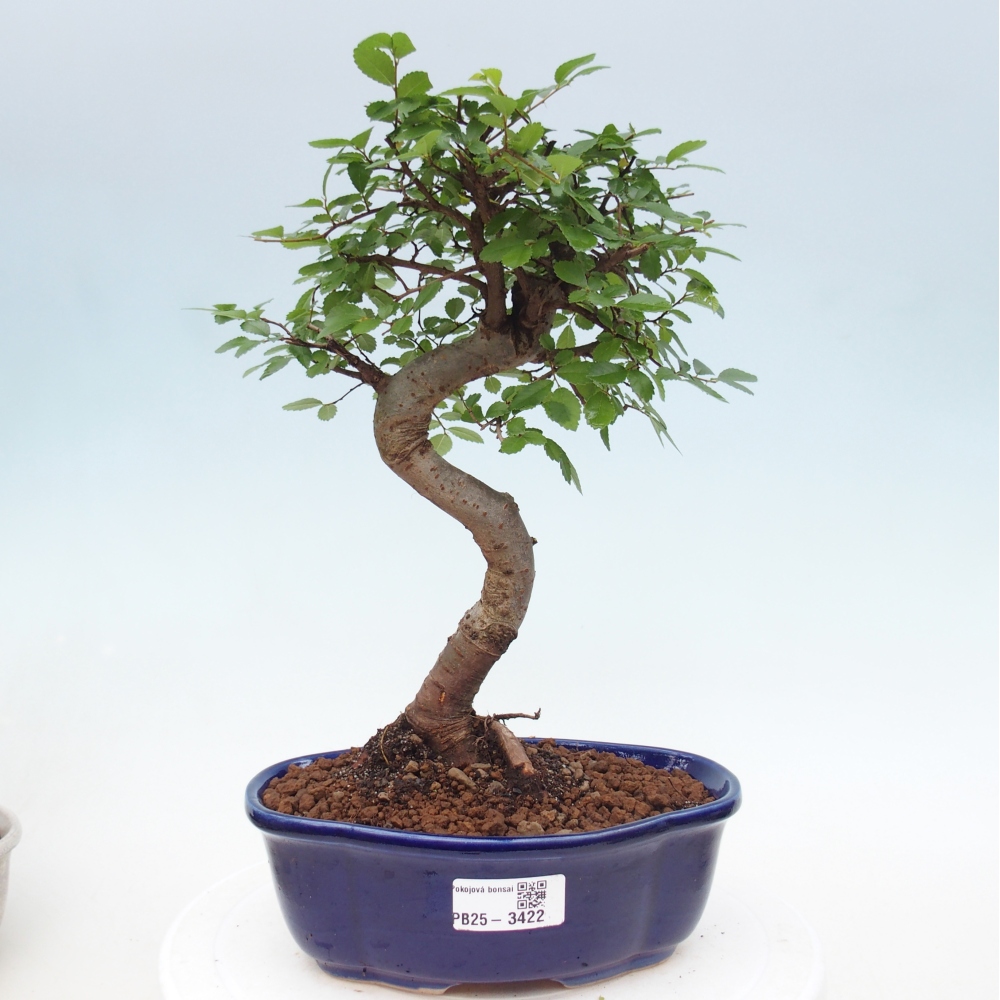 Pokój bonsai - Ulmus parvifolia - Wiąz drobnolistny