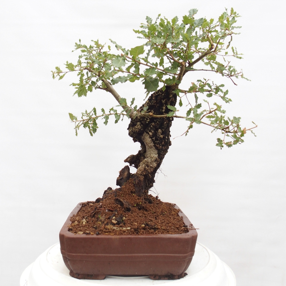 Yamadori - Quercus Ilex - Dąb ostrokrzewowy