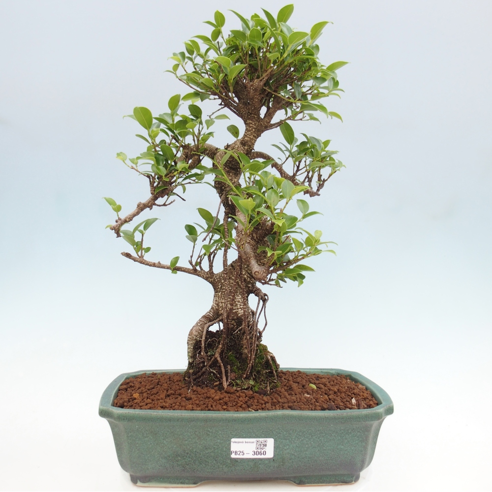 Kryty bonsai - Ficus kimmen - figowiec drobnolistny