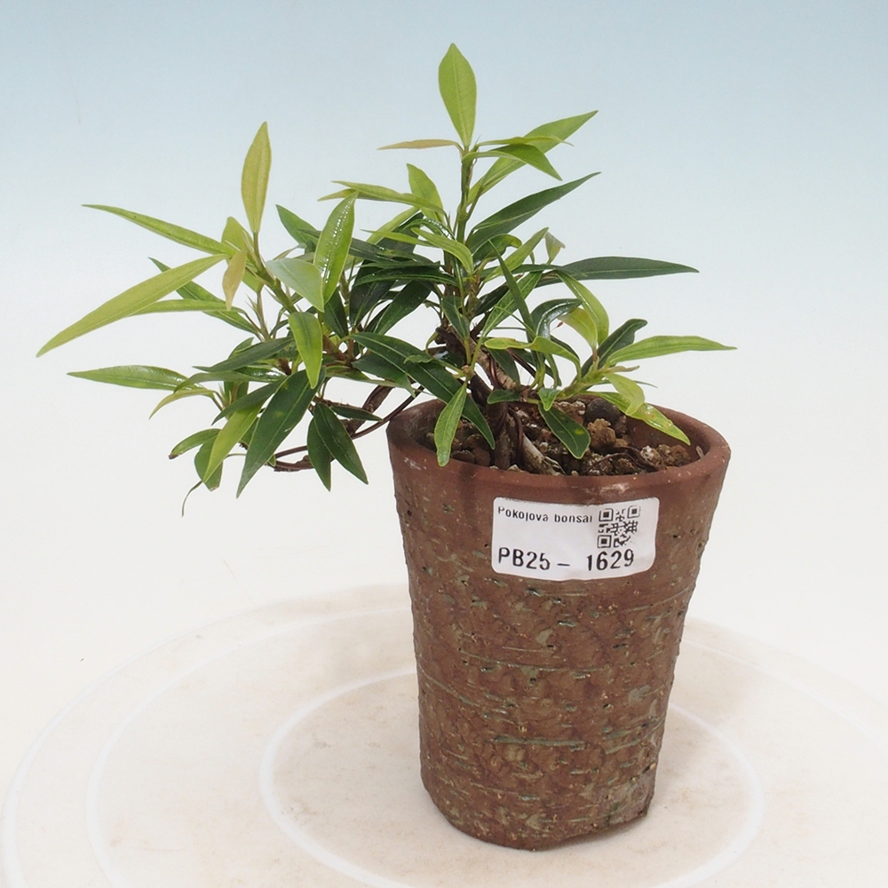 Bonsai wewnętrzne - Ficus nerifolia - figowiec drobnolistny
