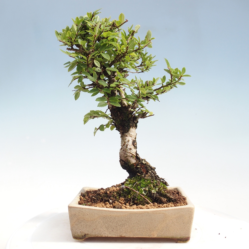 Outdoor bonsai - Zelkova - Zelkova NIRE